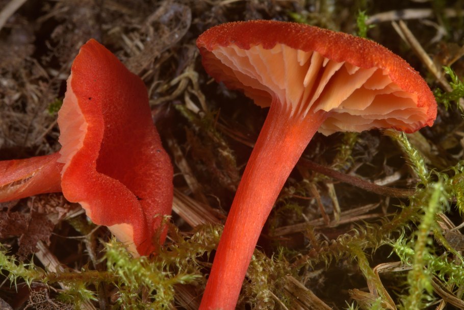 Hygrocybe coccinea
