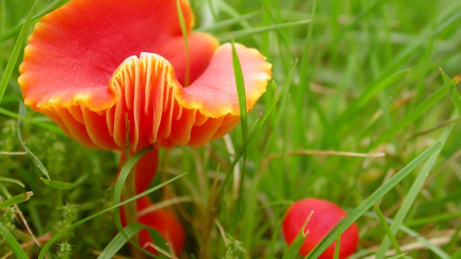 Гигроцибе желтая