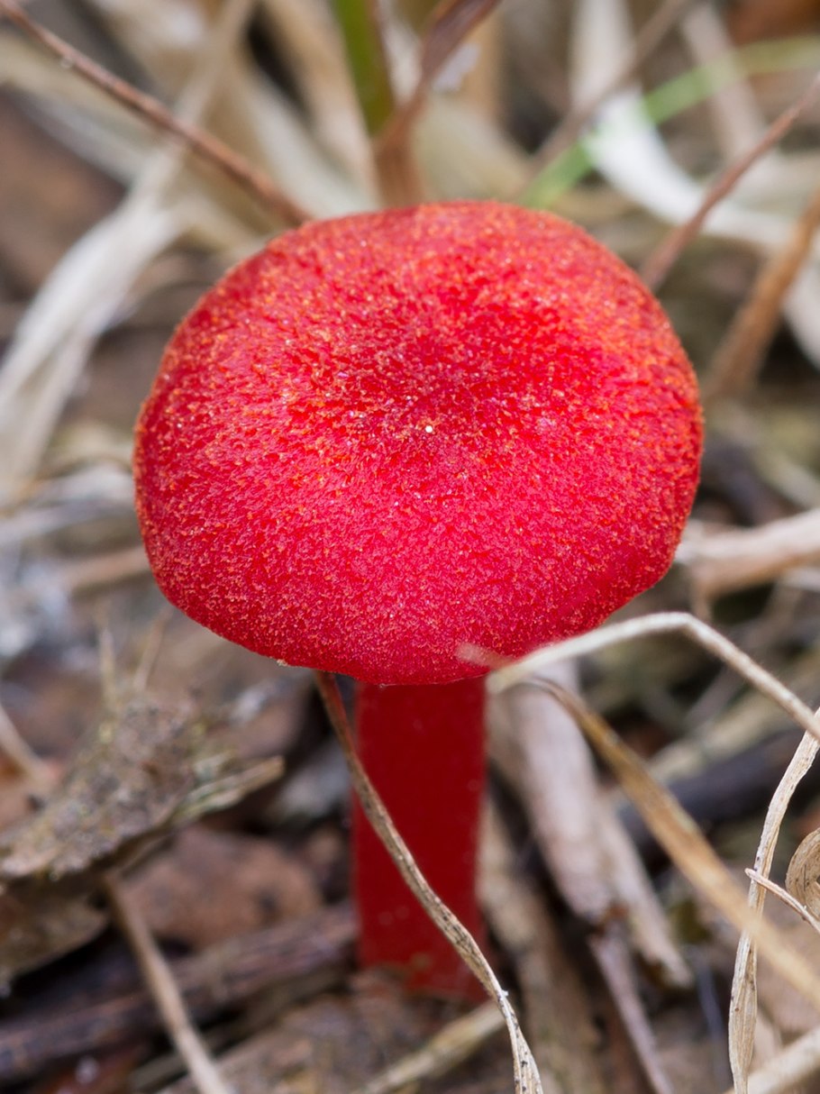 Гигроцибе киноварно-красная