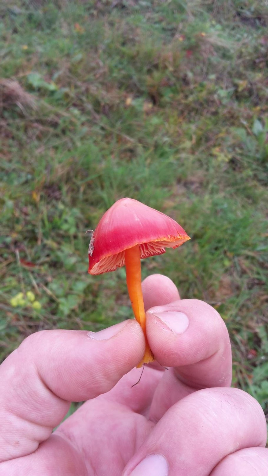 Гриб Гигроцибе красная Капа синяя