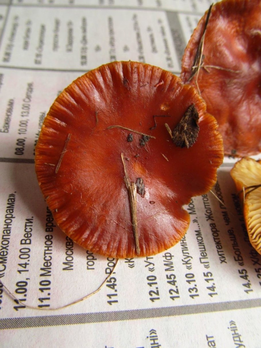 Гигроцибе упорная (Hygrocybe persistens)