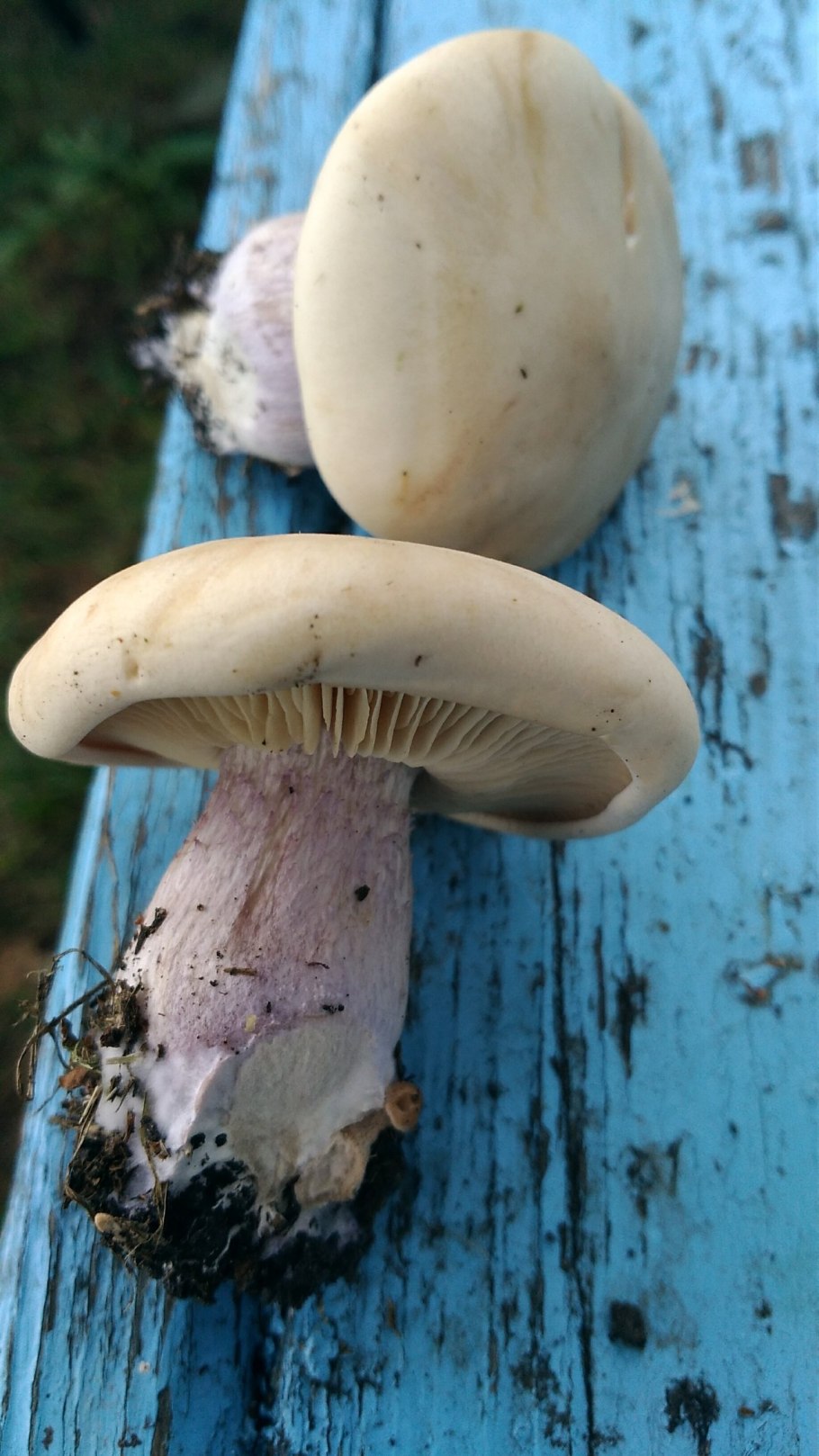 Грибы рядовки