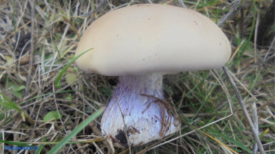 Рядовка Овернская Tricholoma arvernense