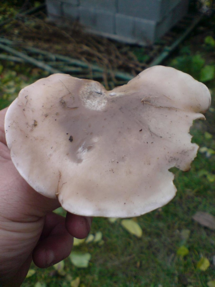 Рядовка лиловоножковая (синеножка) Lepista Saeva.