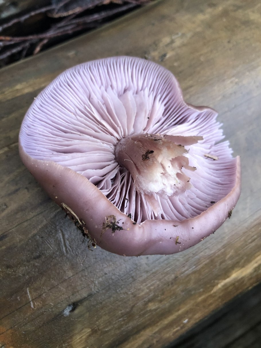 Leucocybe connata