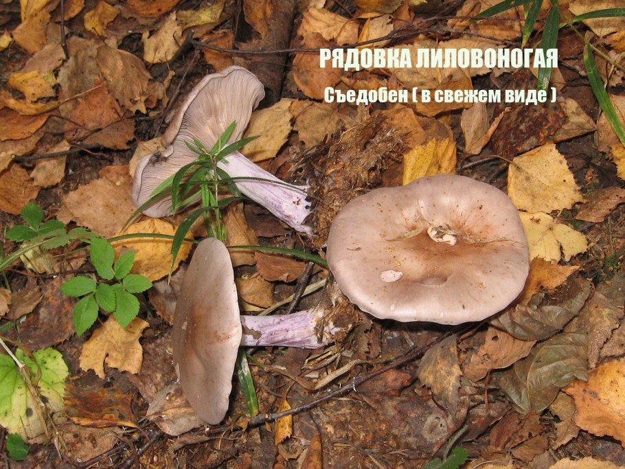 Рядовка лиловоногая Lepista Saeva