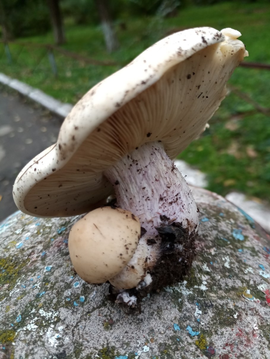 Рядовка лиловая