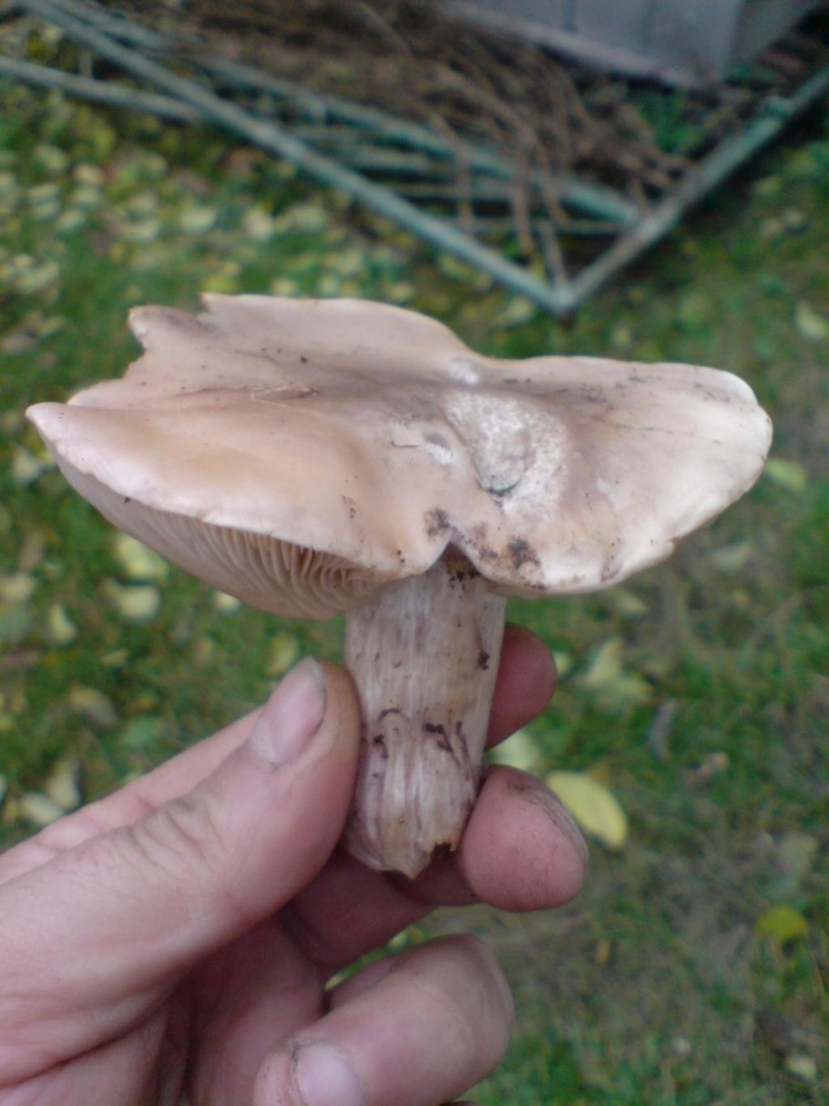 Грибы двойник синеножки