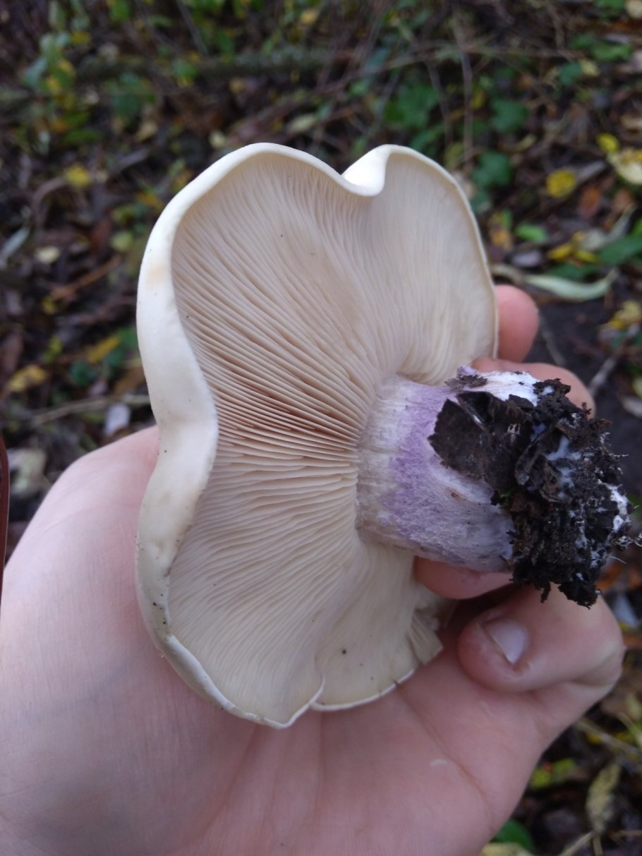 Рядовка лиловоножковая (синеножка) Lepista Saeva.