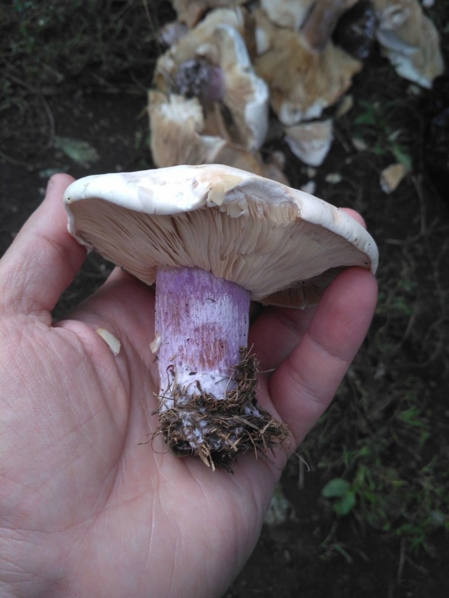 Гриб рядовка синеножка