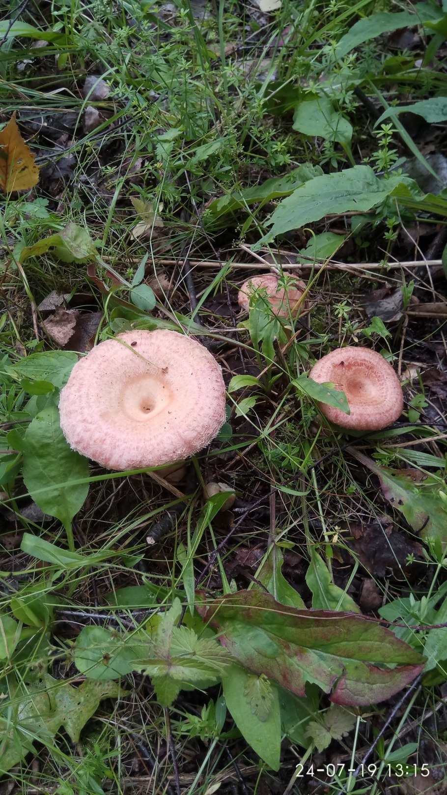 Волнушки млечники