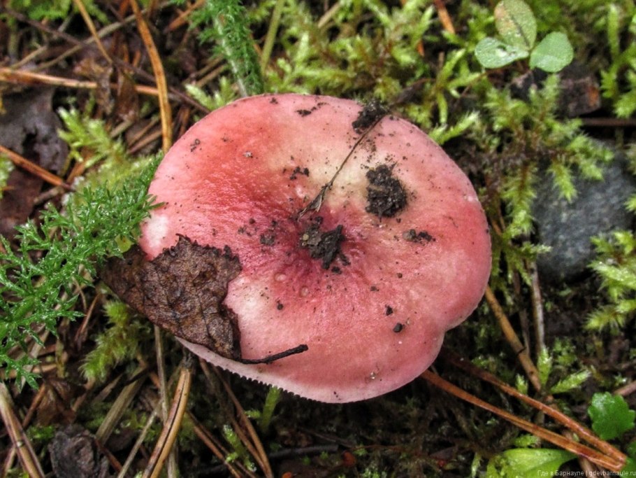 Сыроежка кроваво-красная Russula