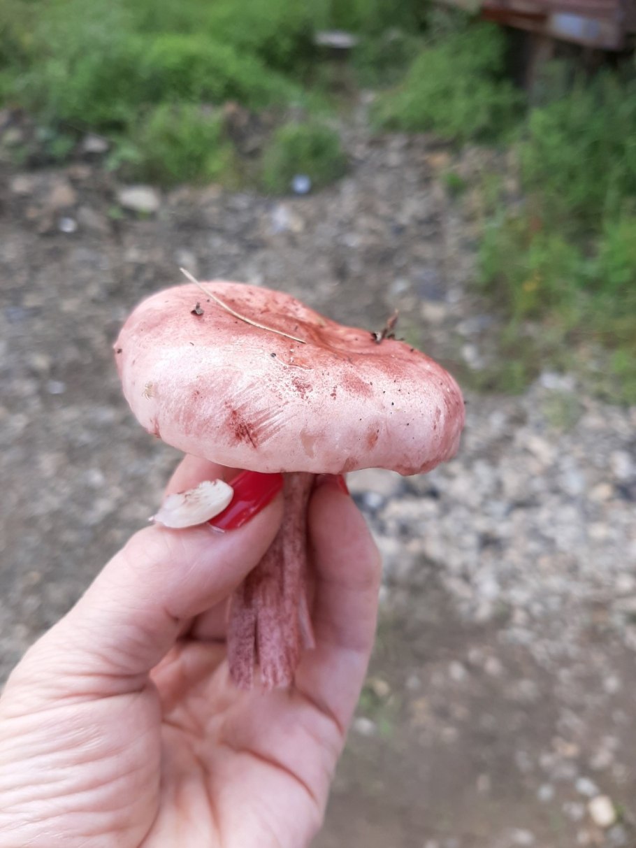 Грибы розового цвета