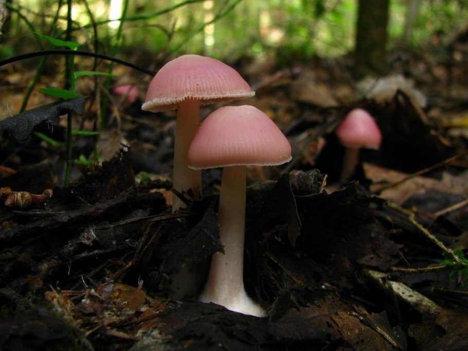 Розовые грибочки