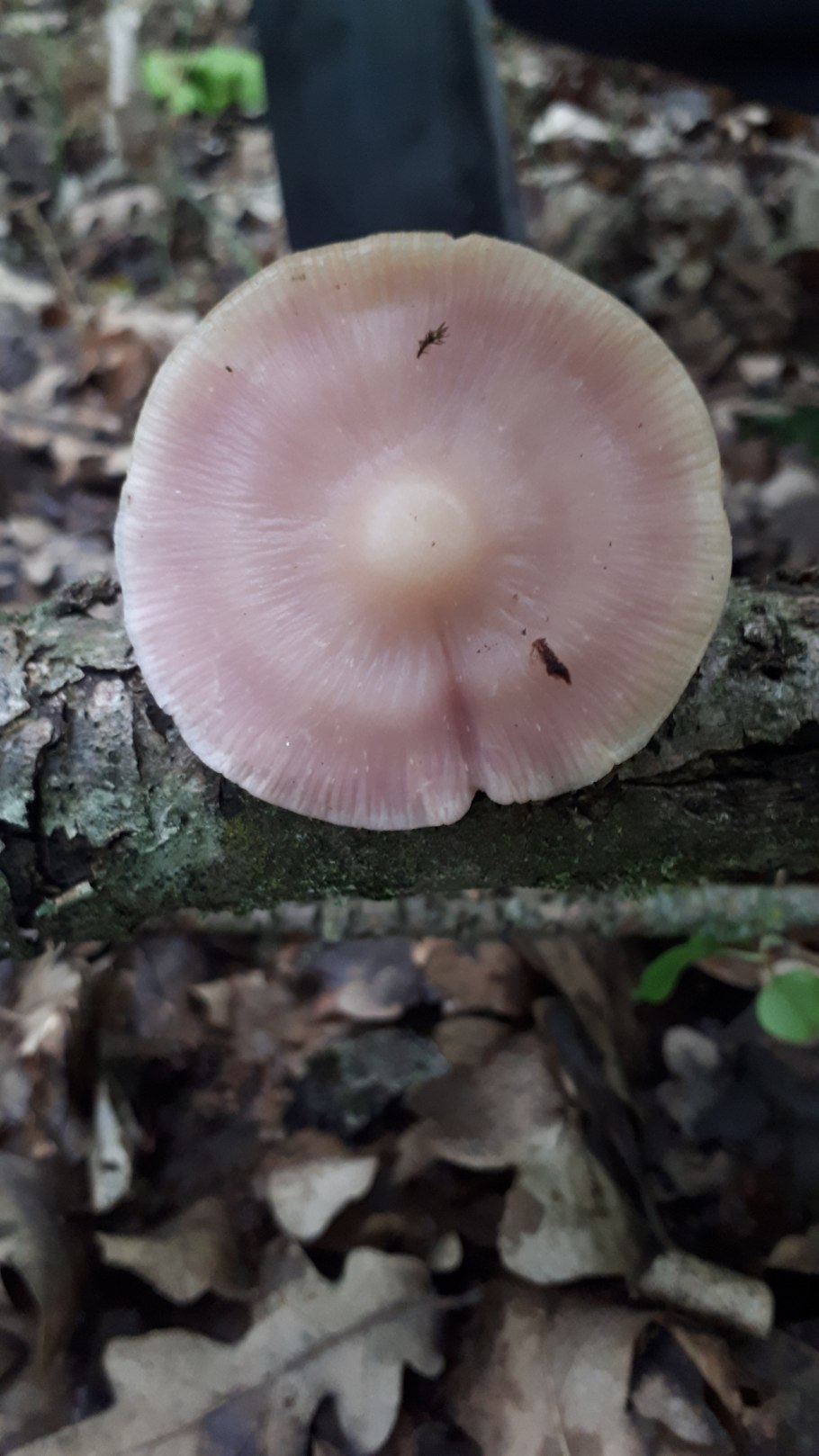 Mycena rosea грибы