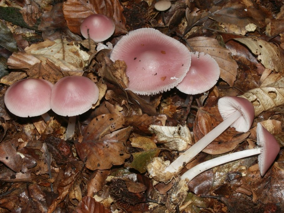 Mycena rosea