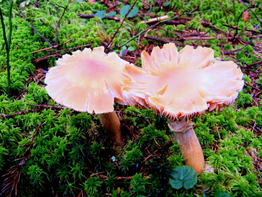 Мицена розовая Mycena rosea