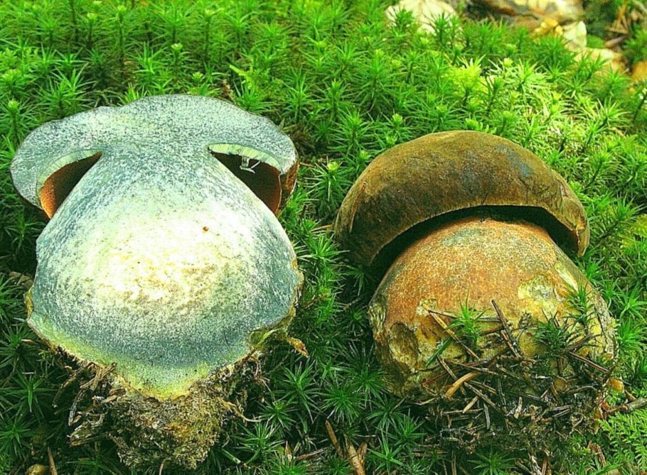 Дубовик крапчатый Boletus erythropus