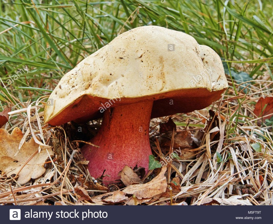 Поддубовик Крымский гриб