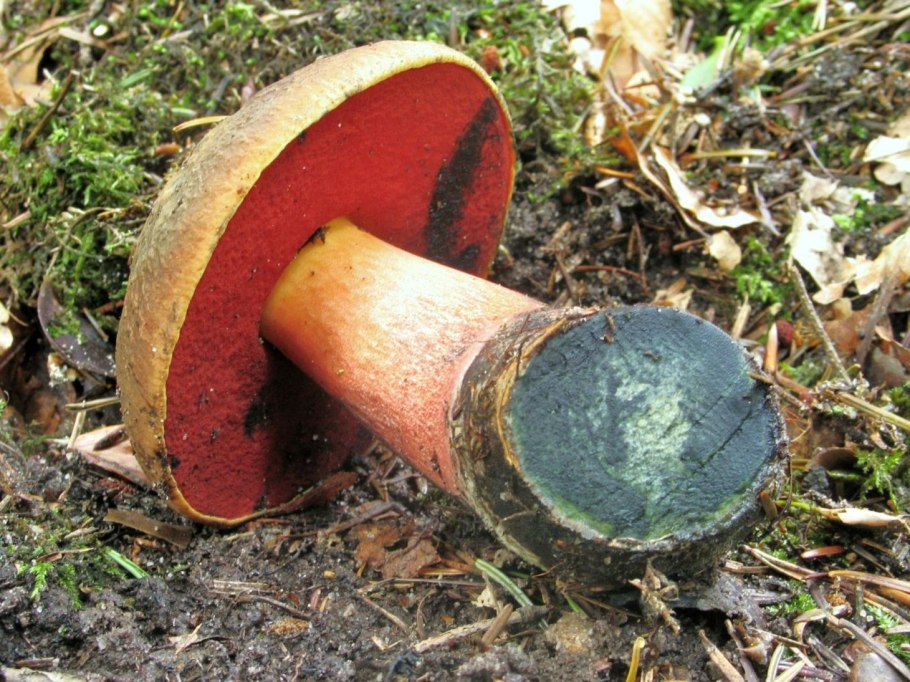 Дубовик крапчатый Boletus erythropus