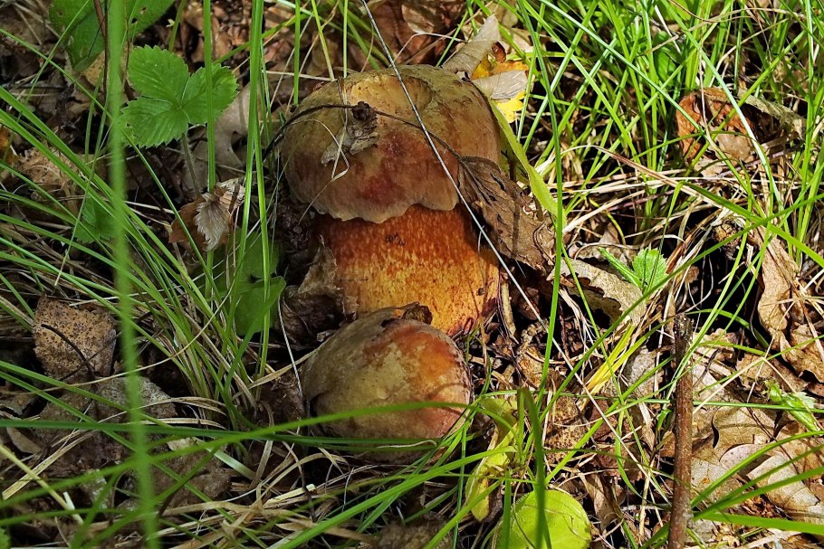 Boletus luridus Дубовик обыкновенный