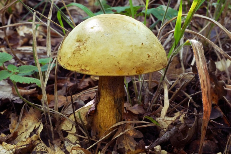 Поддубовик крапчатый