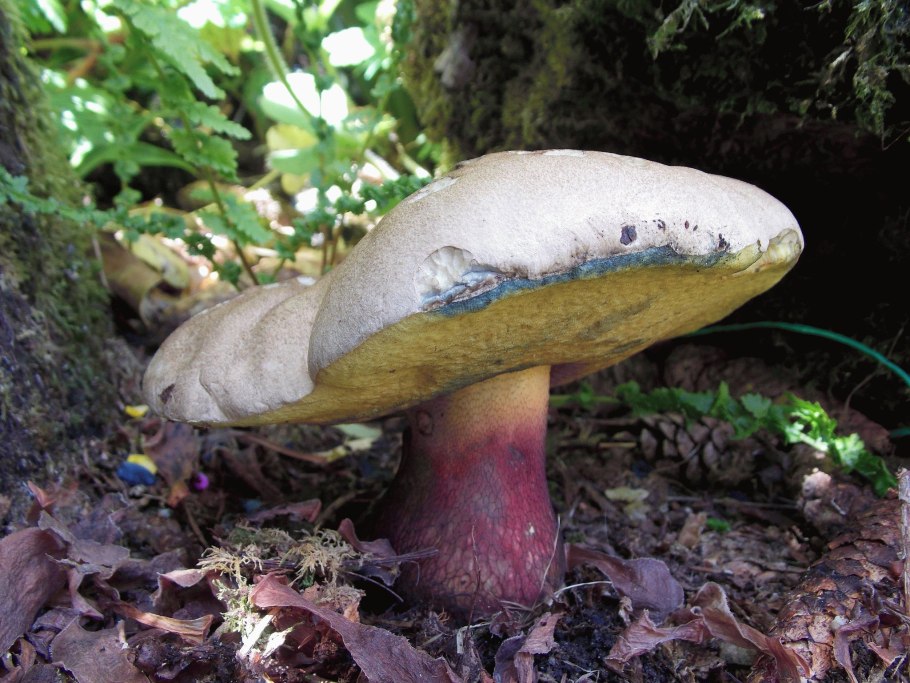 Гриб поддубовик (Дубовик)