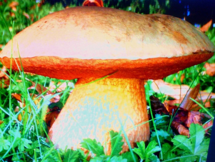 Поддубовик крапчатый