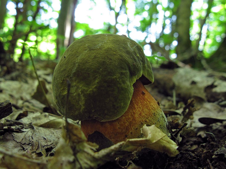 Боровик крапчатый