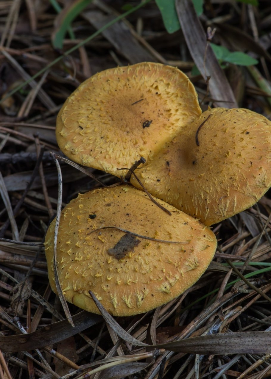 Чешуйчатка золотистая Огненная