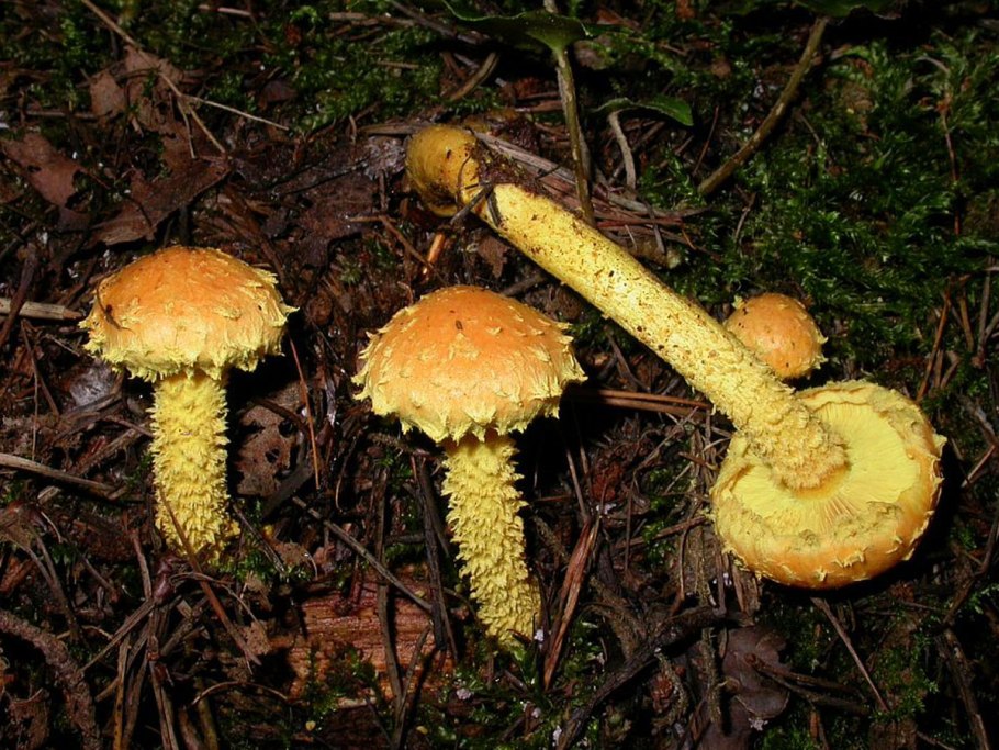 Чешуйчатка Огненная Pholiota Flammans