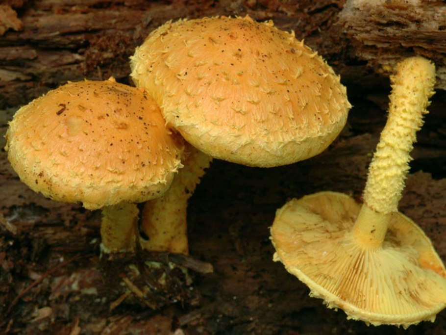 Чешуйчатка Ольховая съедобная