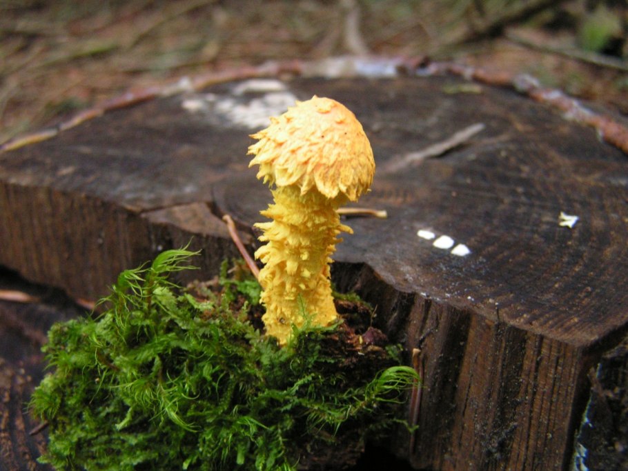 Чешуйчатка Еловая