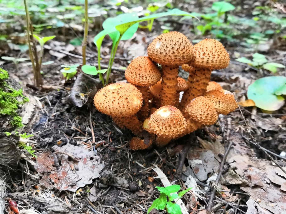 Чешуйчатка съедобная