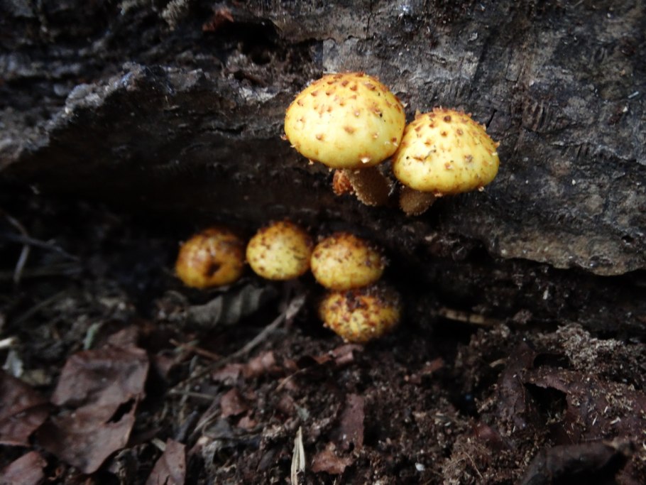 Королевские опята фото несъедобные