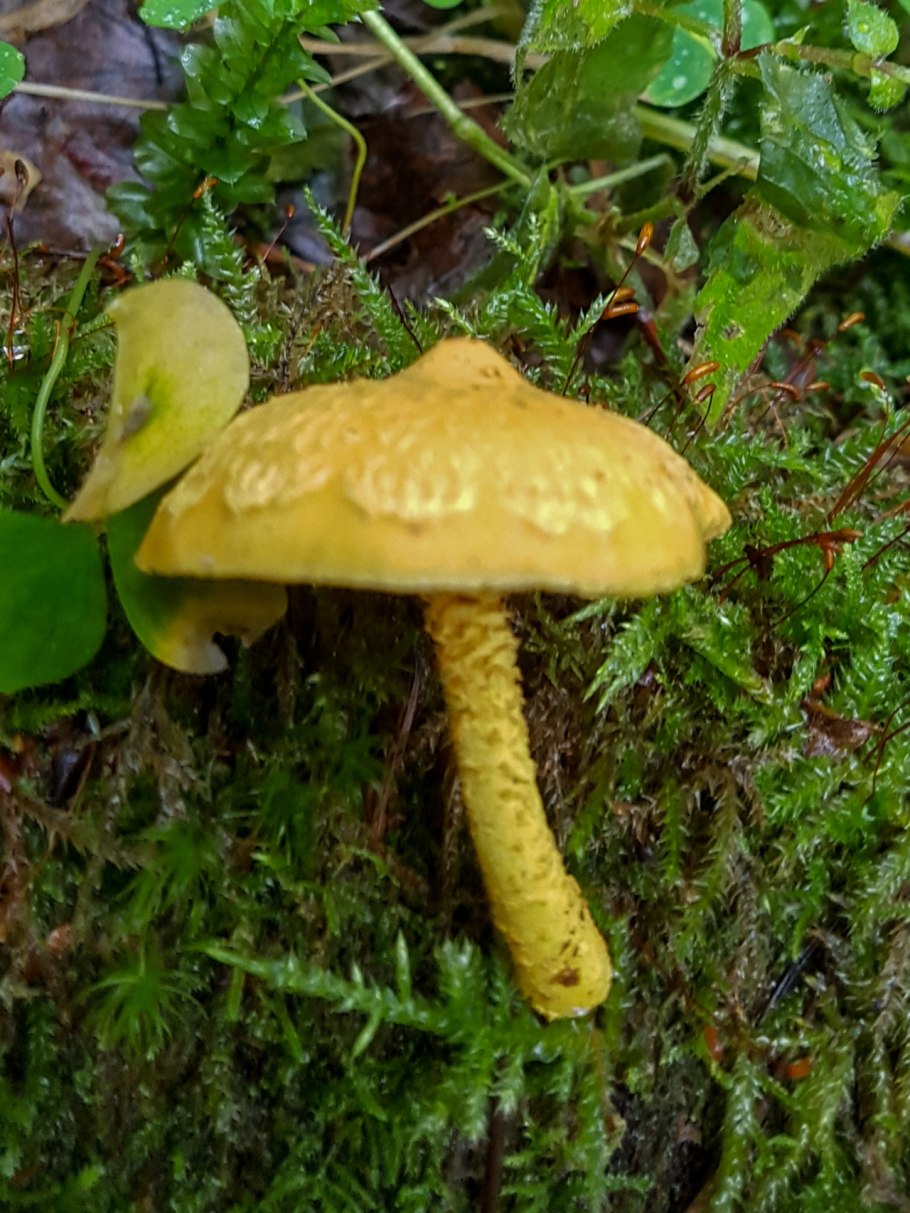 Королевские опята чешуйчатка золотистая