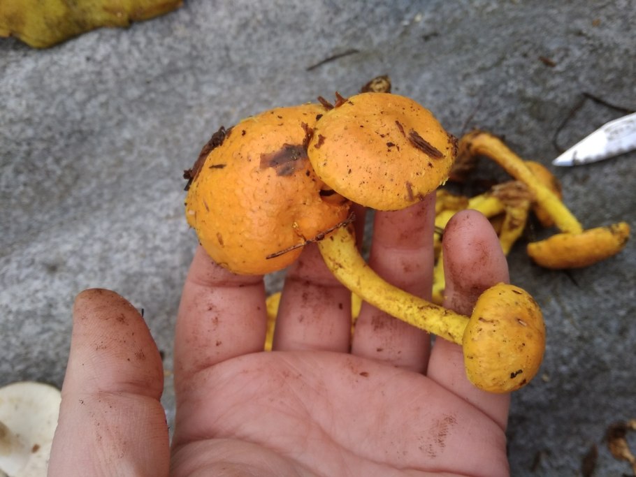 Чешуйчатка Огненная мякоть