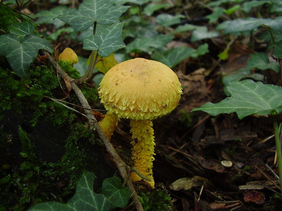 Чешуйчатка золотистая (Pholiota aurivella)