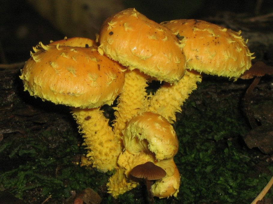 Чешуйчатка Огненная Pholiota Flammans