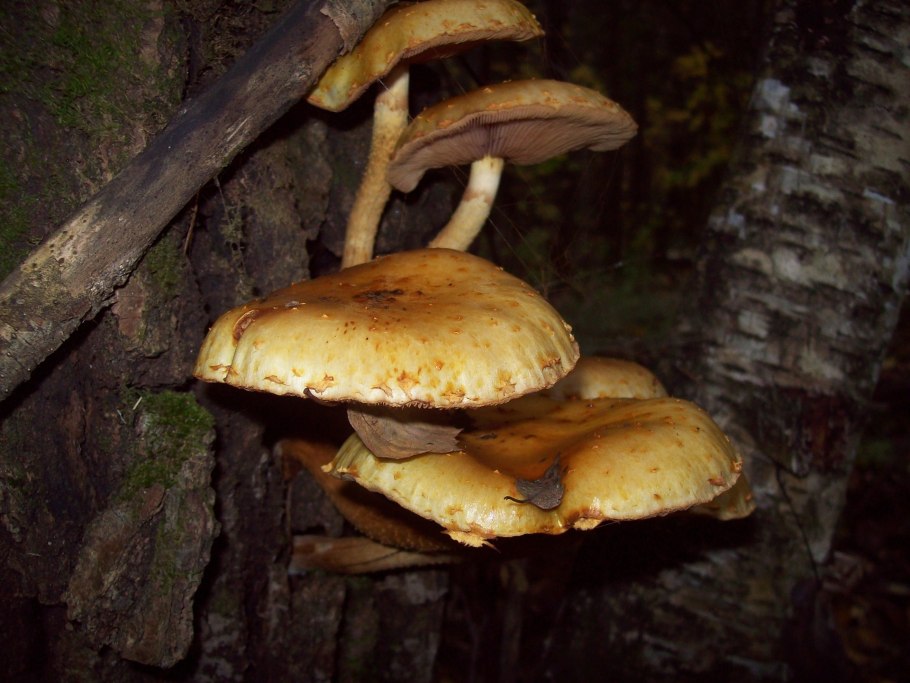 Чешуйчатка скайрим