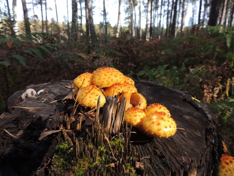 Чешуйчатка угольная Pholiota carbonaria