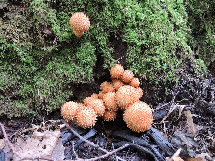 Чешуйчатка клейкая Pholiota Lucifera (Lasch)
