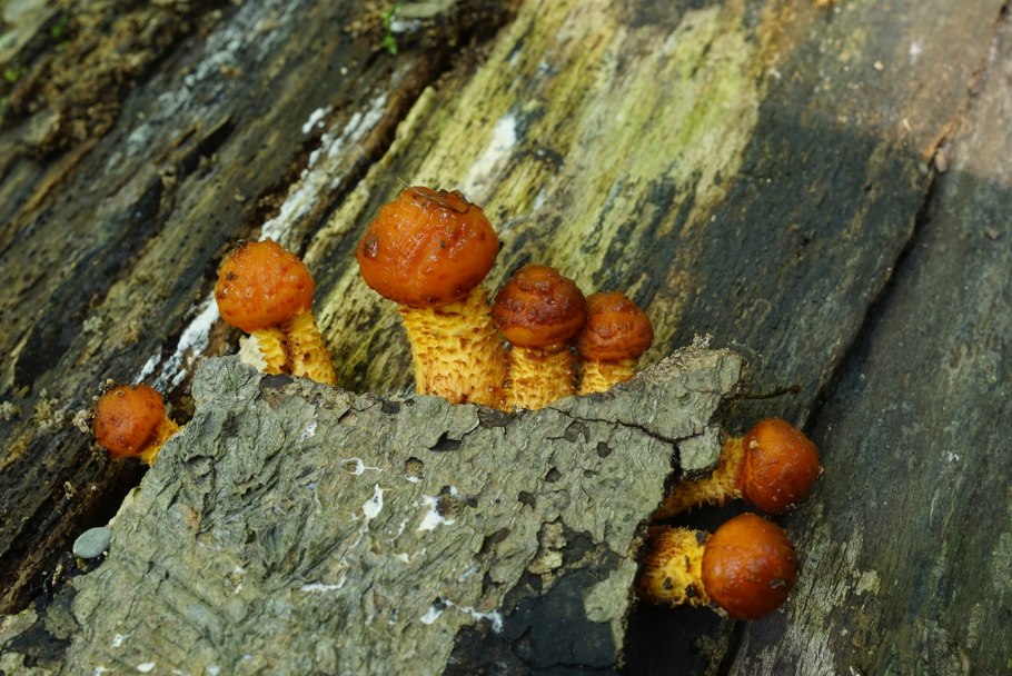 Чешуйчатка клейкая Pholiota lenta