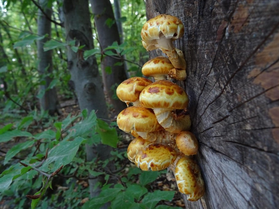 Чешуйчатка золотистая (Pholiota aurivella)