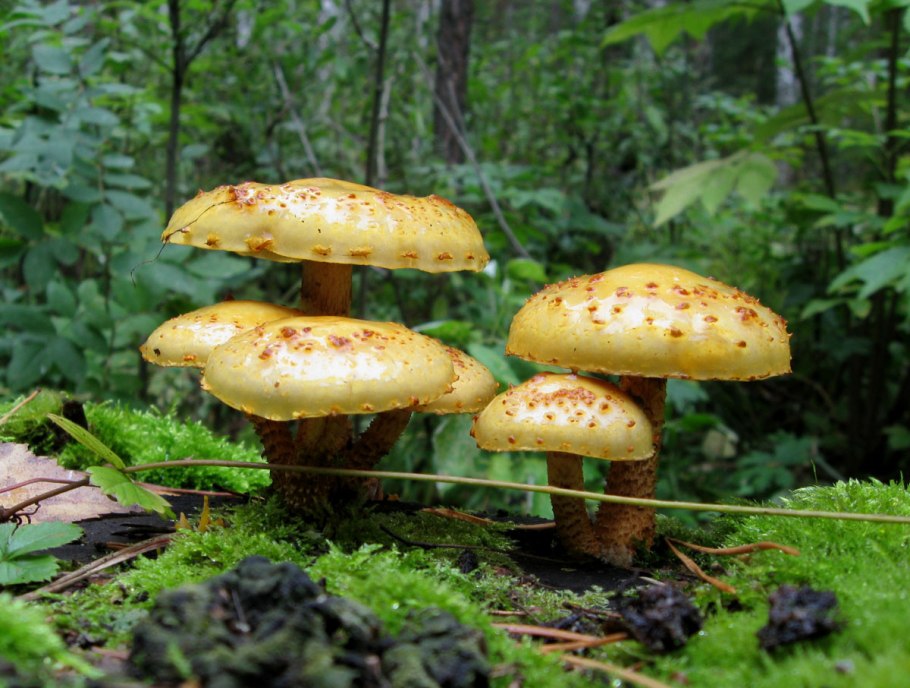 Гриб чешуйчатка