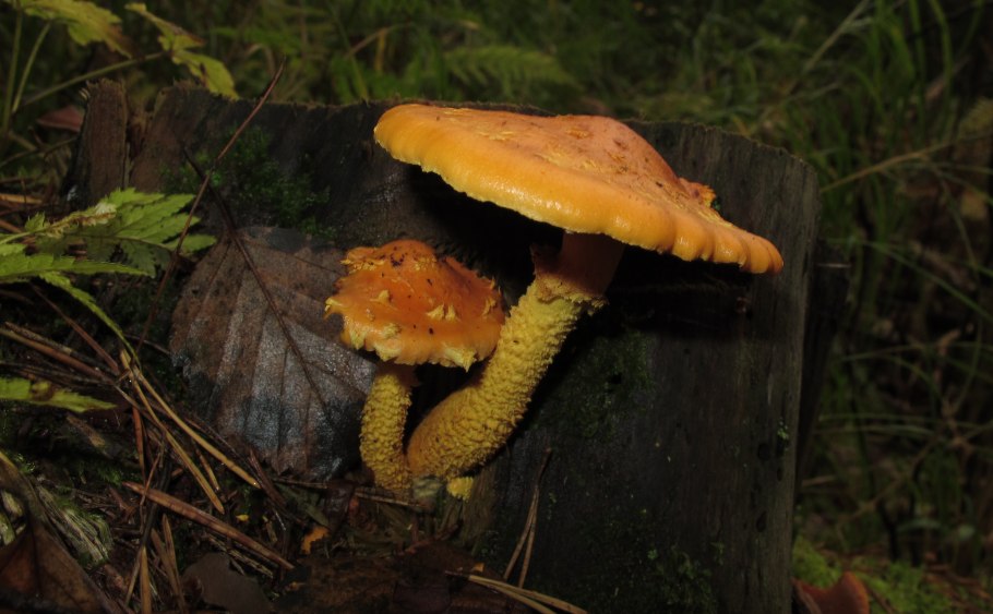 Чешуйчатка Боровая гриб