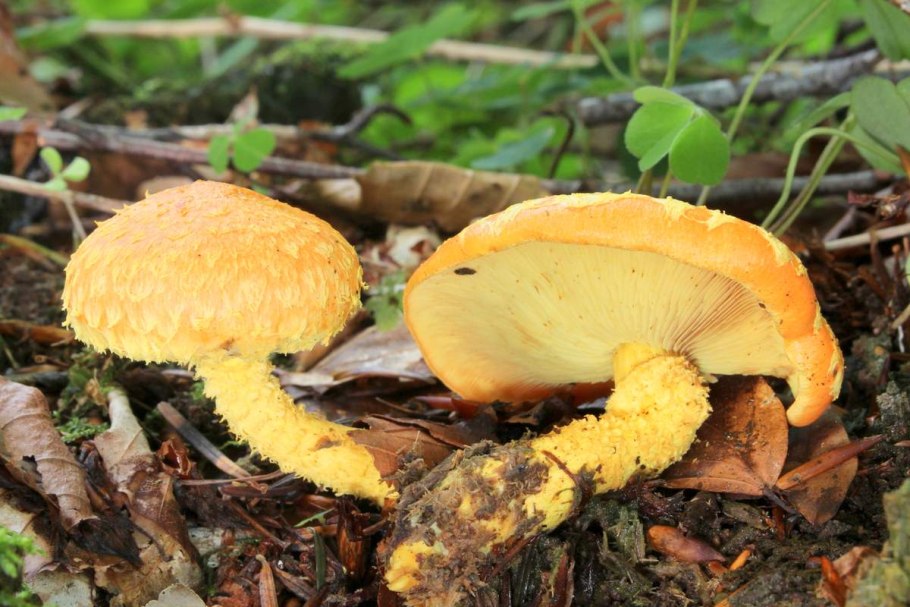 Чешуйчатка Огненная