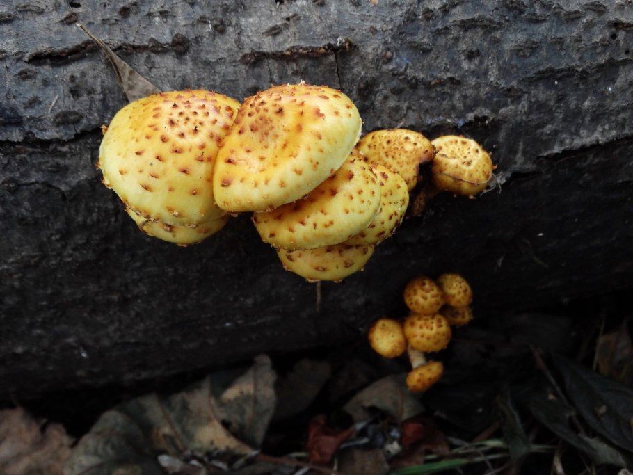 Чешуйчатка белогородчатая
