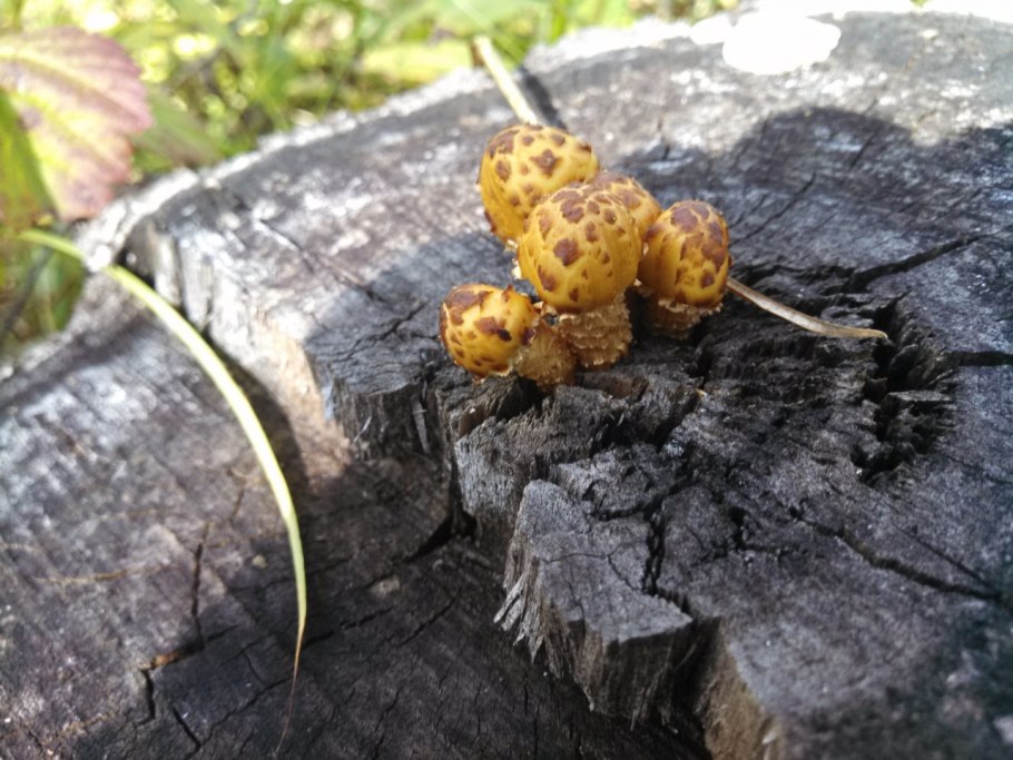 Pholiota Flammans