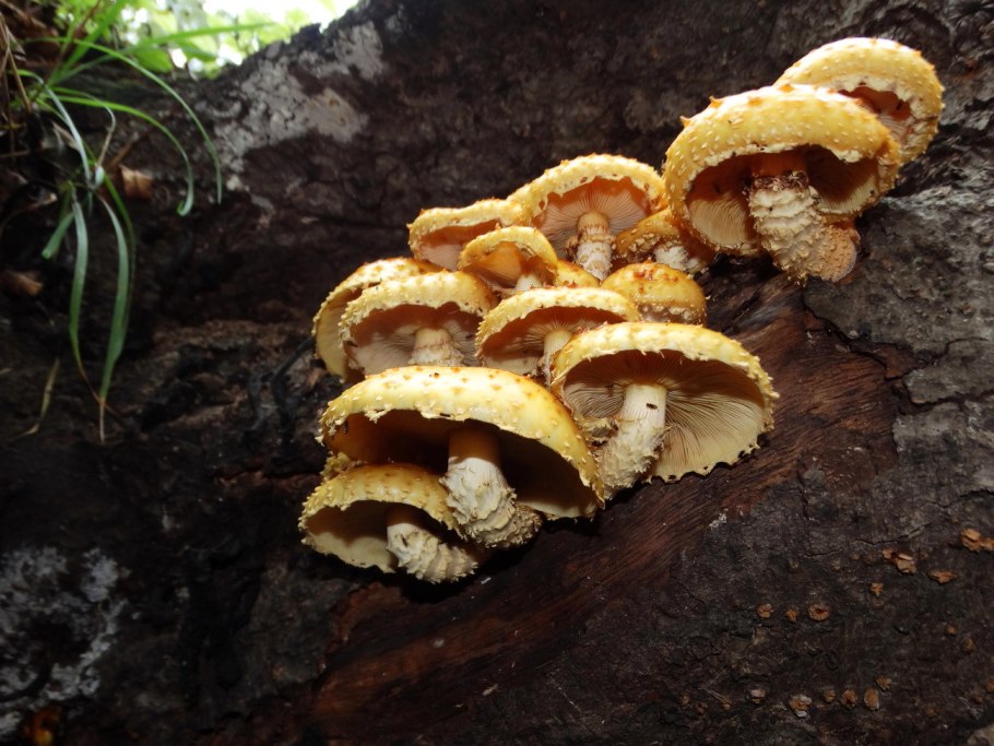 Pholiota Flammans